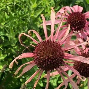 Meet your Posher, Dedrionna